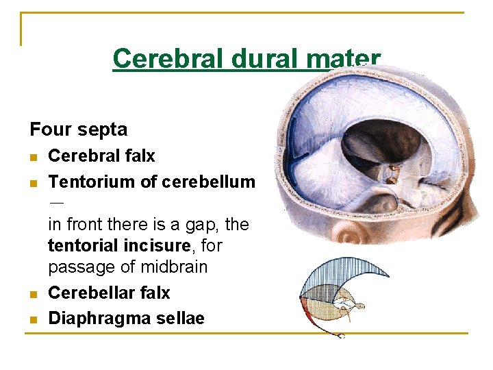 Cerebral dural mater Four septa n n Cerebral falx Tentorium of cerebellum - in Cerebral dural mater Four septa n n Cerebral falx Tentorium of cerebellum - in