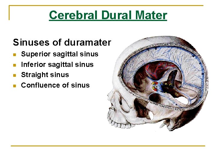 Cerebral Dural Mater Sinuses of duramater n n Superior sagittal sinus Inferior sagittal sinus Cerebral Dural Mater Sinuses of duramater n n Superior sagittal sinus Inferior sagittal sinus