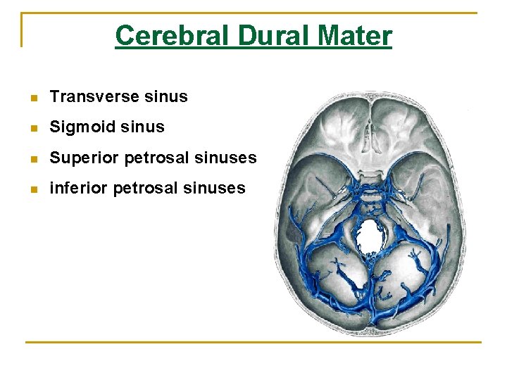 Cerebral Dural Mater n Transverse sinus n Sigmoid sinus n Superior petrosal sinuses n Cerebral Dural Mater n Transverse sinus n Sigmoid sinus n Superior petrosal sinuses n