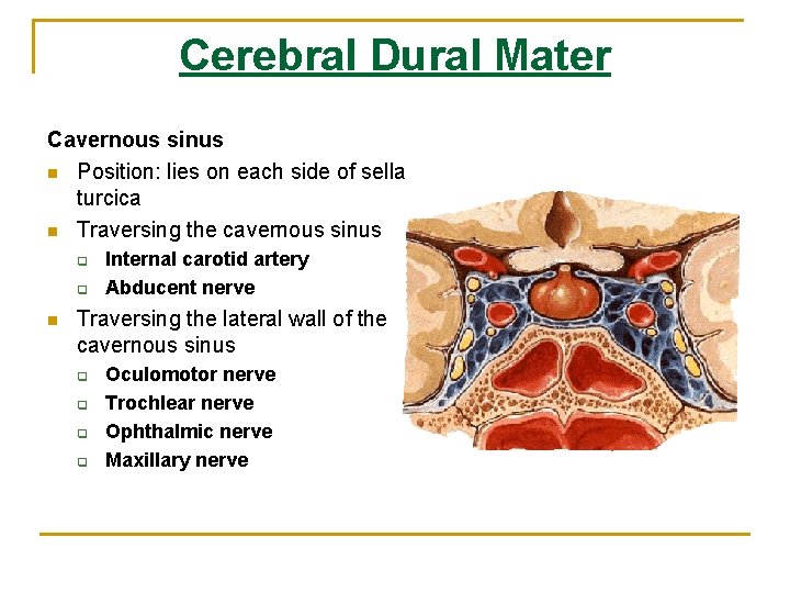 Cerebral Dural Mater Cavernous sinus n Position: lies on each side of sella turcica Cerebral Dural Mater Cavernous sinus n Position: lies on each side of sella turcica