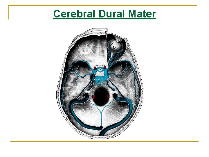 Cerebral Dural Mater Cerebral Dural Mater