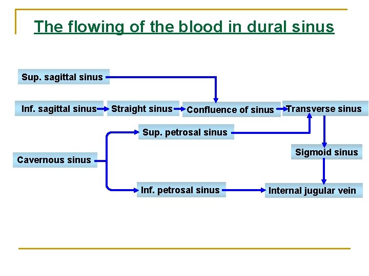 The flowing of the blood in dural sinus Sup. sagittal sinus Inf. sagittal sinus The flowing of the blood in dural sinus Sup. sagittal sinus Inf. sagittal sinus