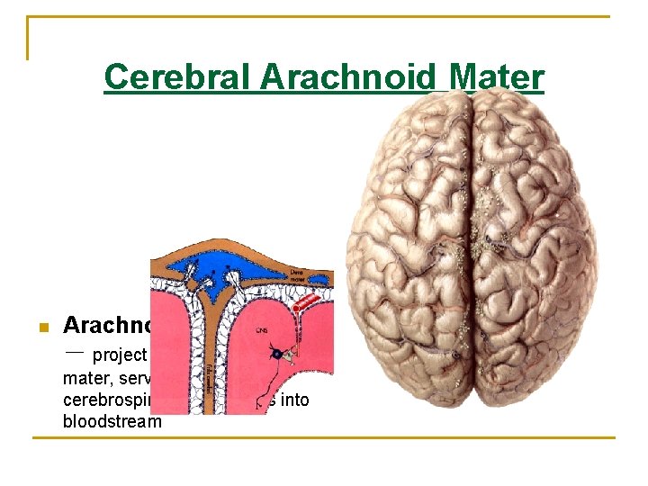 Cerebral Arachnoid Mater n Arachnoid granulations - project into sinuses of dura mater, serve Cerebral Arachnoid Mater n Arachnoid granulations - project into sinuses of dura mater, serve
