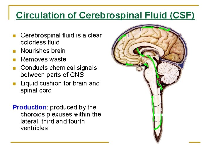 Circulation of Cerebrospinal Fluid (CSF) n n n Cerebrospinal fluid is a clear colorless Circulation of Cerebrospinal Fluid (CSF) n n n Cerebrospinal fluid is a clear colorless