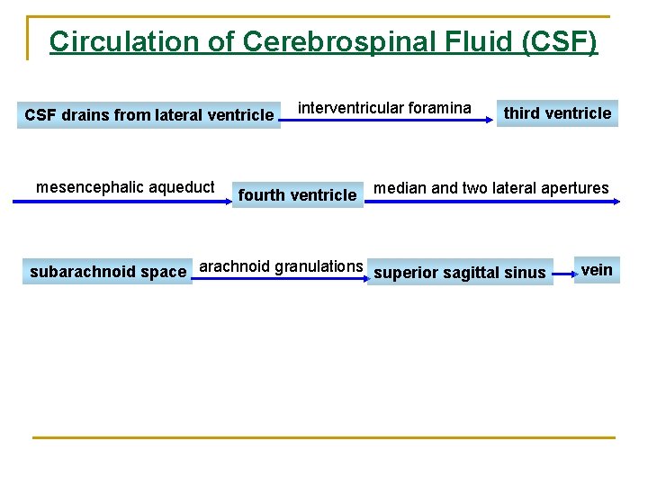 Circulation of Cerebrospinal Fluid (CSF) CSF drains from lateral ventricle mesencephalic aqueduct interventricular foramina Circulation of Cerebrospinal Fluid (CSF) CSF drains from lateral ventricle mesencephalic aqueduct interventricular foramina