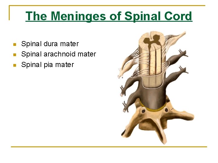 The Meninges of Spinal Cord n n n Spinal dura mater Spinal arachnoid mater The Meninges of Spinal Cord n n n Spinal dura mater Spinal arachnoid mater