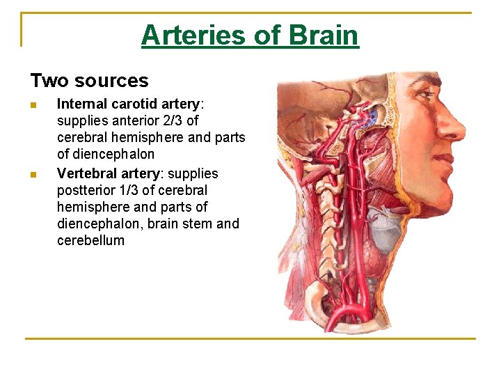 Arteries of Brain Two sources n n Internal carotid artery: supplies anterior 2/3 of Arteries of Brain Two sources n n Internal carotid artery: supplies anterior 2/3 of