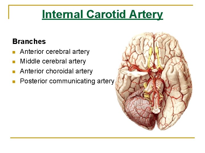 Internal Carotid Artery Branches n n Anterior cerebral artery Middle cerebral artery Anterior choroidal Internal Carotid Artery Branches n n Anterior cerebral artery Middle cerebral artery Anterior choroidal