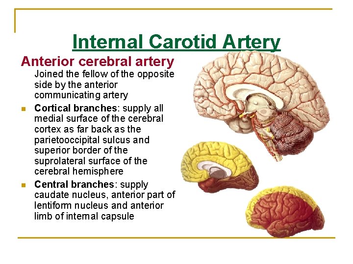 Internal Carotid Artery Anterior cerebral artery n n Joined the fellow of the opposite Internal Carotid Artery Anterior cerebral artery n n Joined the fellow of the opposite