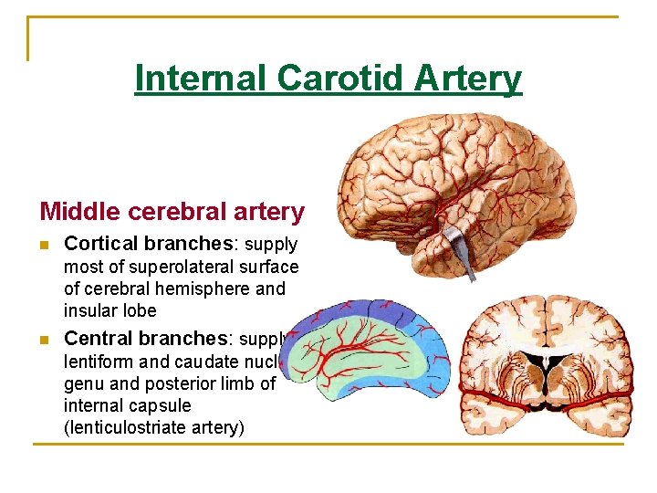 Internal Carotid Artery Middle cerebral artery n Cortical branches: supply most of superolateral surface Internal Carotid Artery Middle cerebral artery n Cortical branches: supply most of superolateral surface