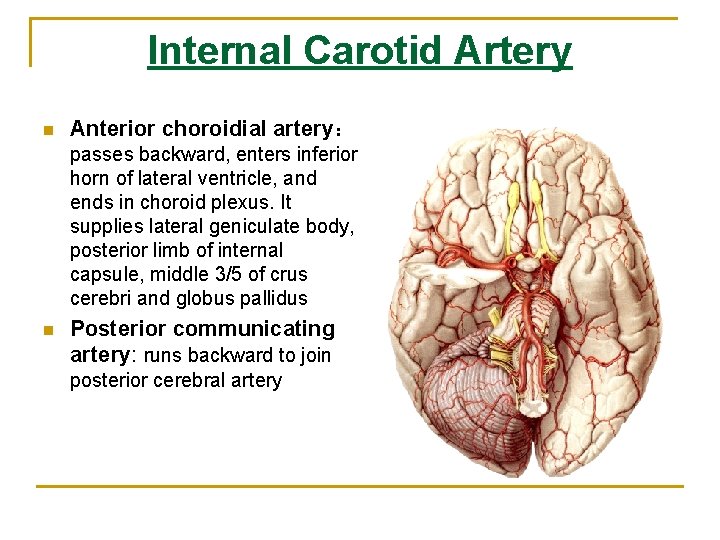 Internal Carotid Artery n Anterior choroidial artery: passes backward, enters inferior horn of lateral Internal Carotid Artery n Anterior choroidial artery: passes backward, enters inferior horn of lateral