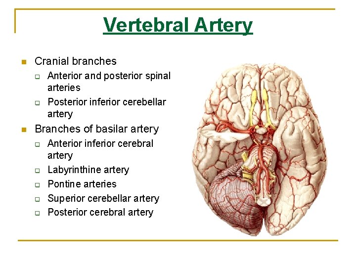 Vertebral Artery n Cranial branches q q n Anterior and posterior spinal arteries Posterior Vertebral Artery n Cranial branches q q n Anterior and posterior spinal arteries Posterior