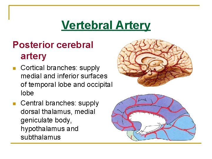 Vertebral Artery Posterior cerebral artery n n Cortical branches: supply medial and inferior surfaces Vertebral Artery Posterior cerebral artery n n Cortical branches: supply medial and inferior surfaces