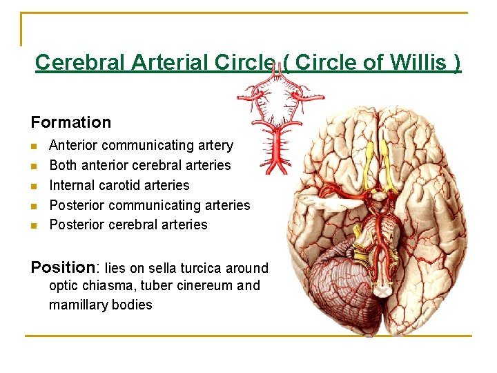 Cerebral Arterial Circle ( Circle of Willis ) Formation n n Anterior communicating artery Cerebral Arterial Circle ( Circle of Willis ) Formation n n Anterior communicating artery