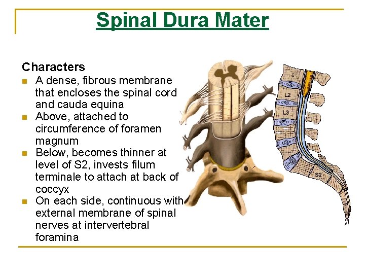 Spinal Dura Mater Characters n n A dense, fibrous membrane that encloses the spinal Spinal Dura Mater Characters n n A dense, fibrous membrane that encloses the spinal