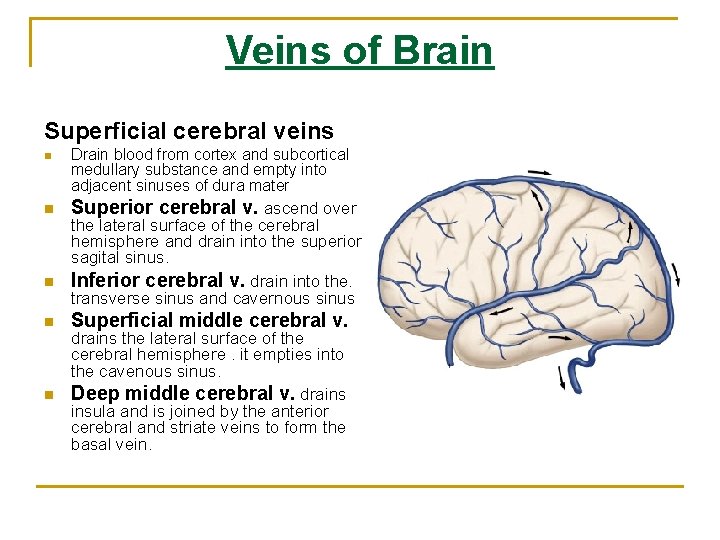 Veins of Brain Superficial cerebral veins n n n Drain blood from cortex and Veins of Brain Superficial cerebral veins n n n Drain blood from cortex and