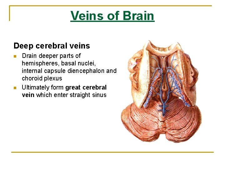Veins of Brain Deep cerebral veins n n Drain deeper parts of hemispheres, basal Veins of Brain Deep cerebral veins n n Drain deeper parts of hemispheres, basal