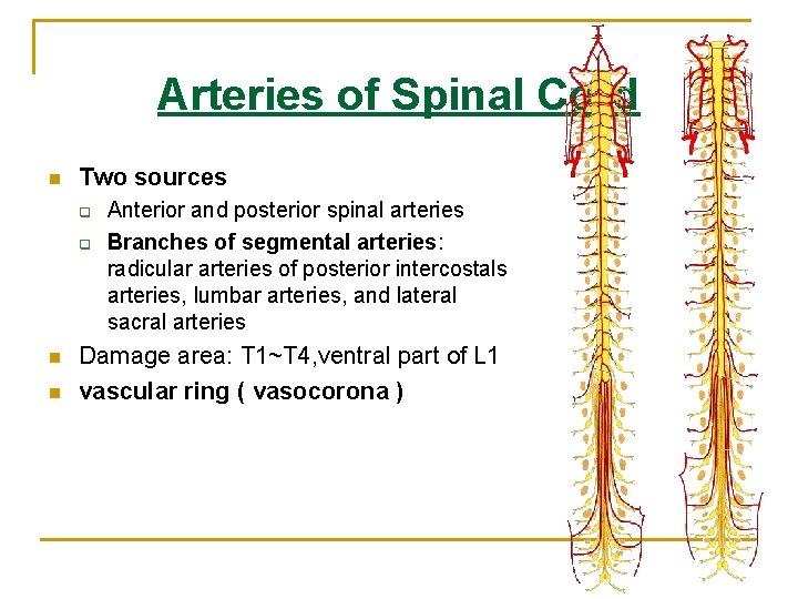 Arteries of Spinal Cord n Two sources q q n n Anterior and posterior Arteries of Spinal Cord n Two sources q q n n Anterior and posterior