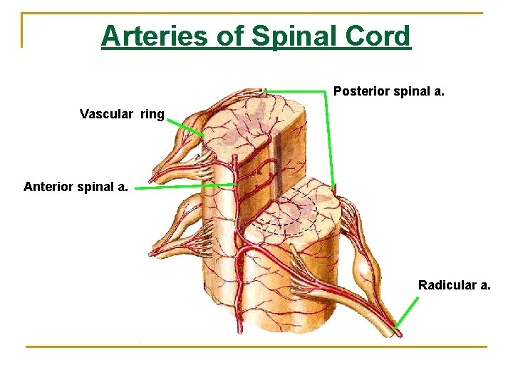 Arteries of Spinal Cord Posterior spinal a. Vascular ring Anterior spinal a. Radicular a. Arteries of Spinal Cord Posterior spinal a. Vascular ring Anterior spinal a. Radicular a.