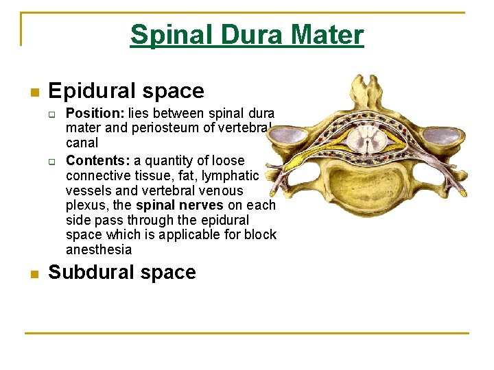 Spinal Dura Mater n Epidural space q q n Position: lies between spinal dura Spinal Dura Mater n Epidural space q q n Position: lies between spinal dura