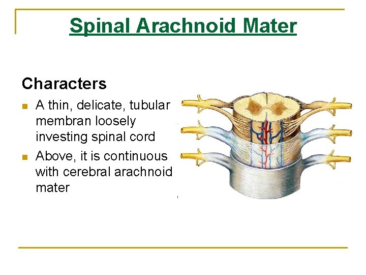 Spinal Arachnoid Mater Characters n n A thin, delicate, tubular membran loosely investing spinal Spinal Arachnoid Mater Characters n n A thin, delicate, tubular membran loosely investing spinal