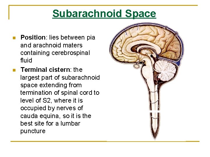 Subarachnoid Space n n Position: lies between pia and arachnoid maters containing cerebrospinal fluid Subarachnoid Space n n Position: lies between pia and arachnoid maters containing cerebrospinal fluid