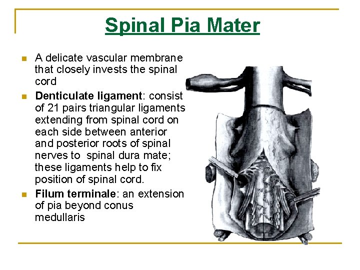 Spinal Pia Mater n n n A delicate vascular membrane that closely invests the Spinal Pia Mater n n n A delicate vascular membrane that closely invests the