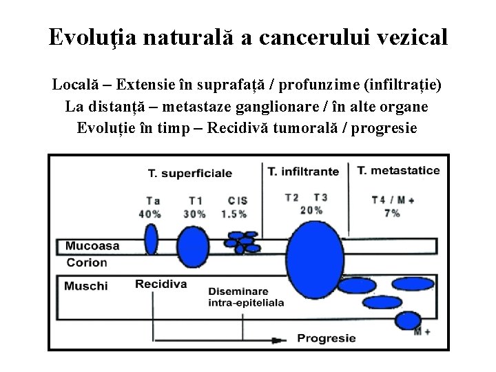 Evoluţia naturală a cancerului vezical Locală – Extensie în suprafață / profunzime (infiltrație) La