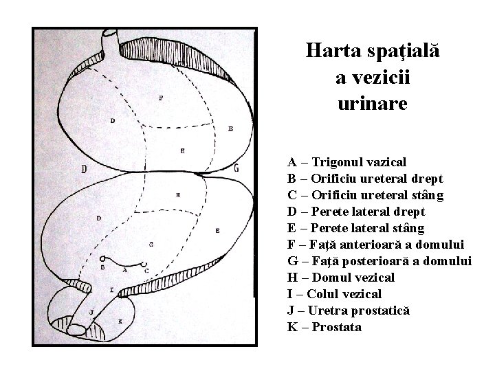 Harta spaţială a vezicii urinare A – Trigonul vazical B – Orificiu ureteral drept
