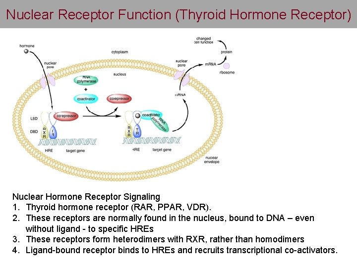 Nuclear Receptor Function (Thyroid Hormone Receptor) Nuclear Hormone Receptor Signaling 1. Thyroid hormone receptor