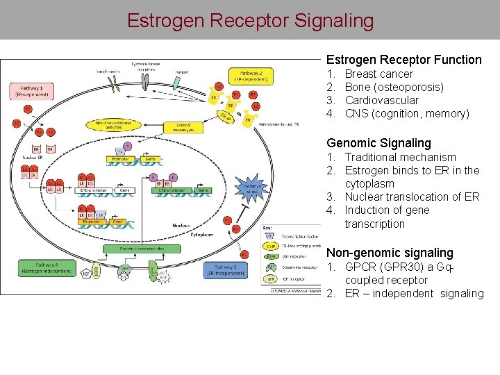 Estrogen Receptor Signaling Estrogen Receptor Function 1. 2. 3. 4. Breast cancer Bone (osteoporosis)
