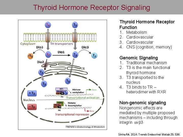 Thyroid Hormone Receptor Signaling Thyroid Hormone Receptor Function 1. 2. 3. 4. Metabolism Cardiovascular