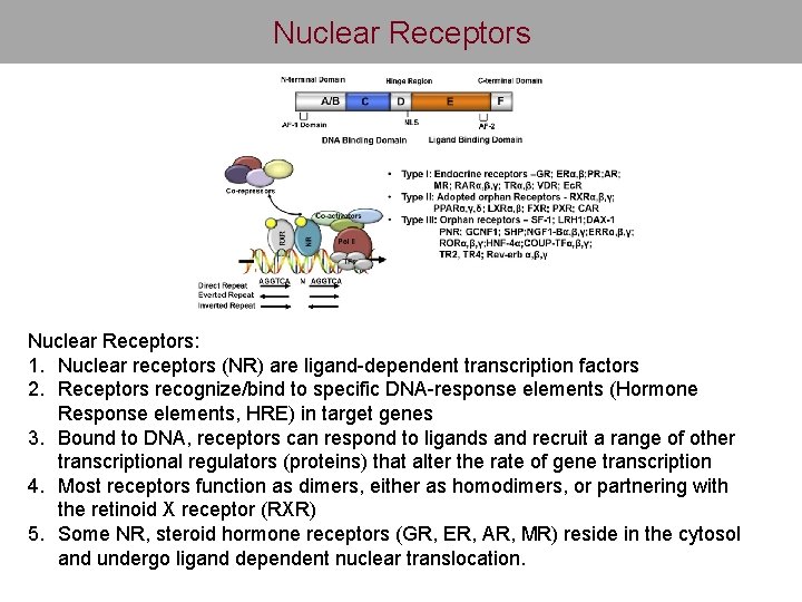 Nuclear Receptors: 1. Nuclear receptors (NR) are ligand-dependent transcription factors 2. Receptors recognize/bind to