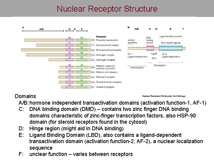 Nuclear Receptor Structure Domains A/B: hormone independent transactivation domains (activation function-1, AF-1) C: DNA