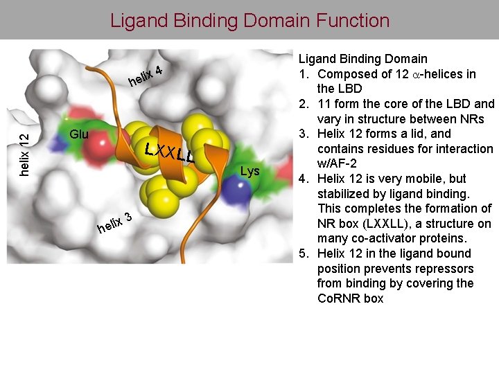 Ligand Binding Domain Function helix 12 ix hel Glu 4 LXXLL ix hel 3