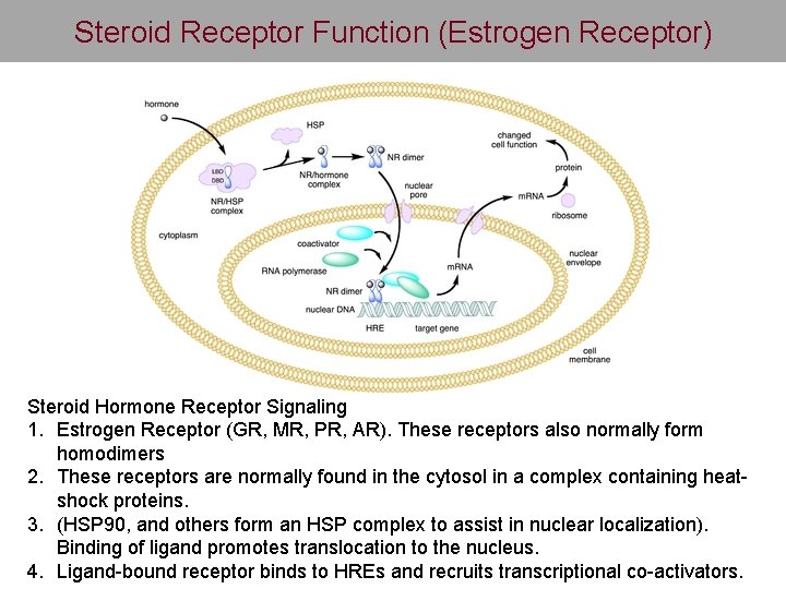 Steroid Receptor Function (Estrogen Receptor) Steroid Hormone Receptor Signaling 1. Estrogen Receptor (GR, MR,