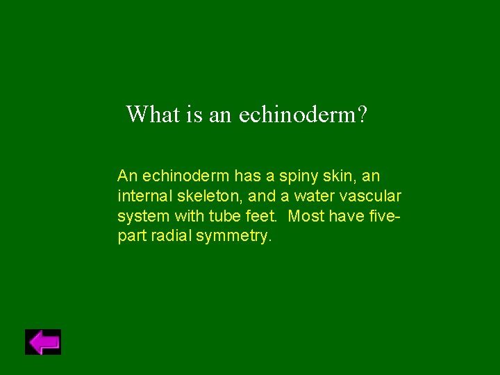 What is an echinoderm? An echinoderm has a spiny skin, an internal skeleton, and