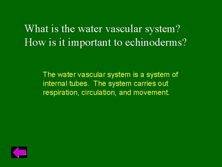 What is the water vascular system? How is it important to echinoderms? The water