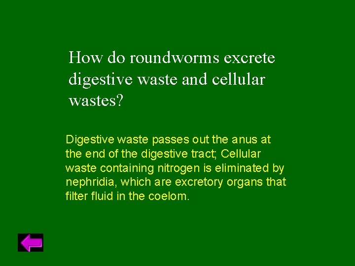 How do roundworms excrete digestive waste and cellular wastes? Digestive waste passes out the