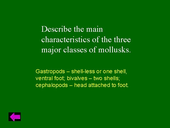 Describe the main characteristics of the three major classes of mollusks. Gastropods – shell-less