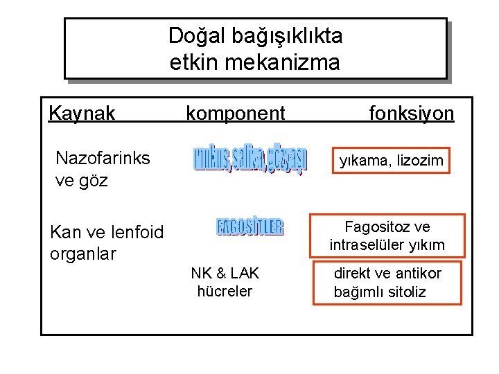 Doğal bağışıklıkta etkin mekanizma Kaynak komponent fonksiyon Nazofarinks ve göz yıkama, lizozim Kan ve