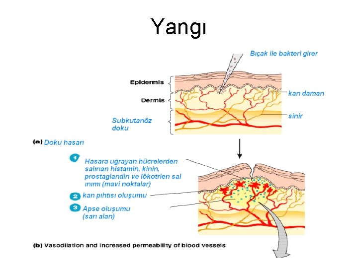 Yangı 