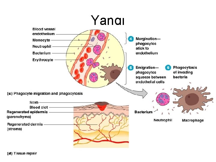 Yangı 