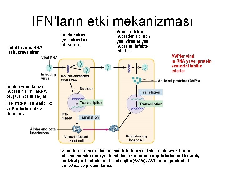 IFN’ların etki mekanizması İnfekte virus RNA sı hücreye girer İnfekte virus yeni virusları oluşturur.