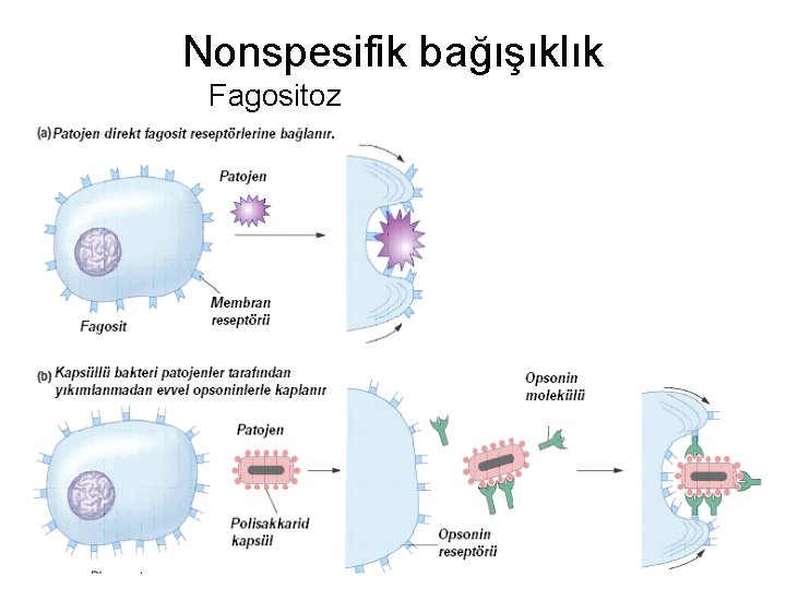 Nonspesifik bağışıklık Fagositoz 