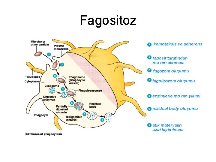 Fagositoz 