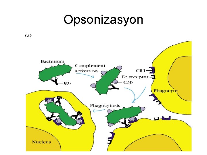 Opsonizasyon 