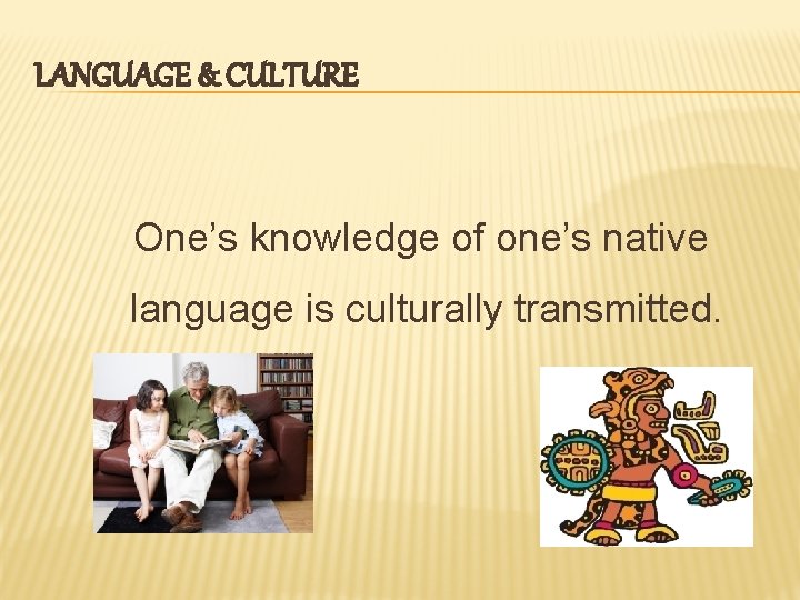LANGUAGE & CULTURE One’s knowledge of one’s native language is culturally transmitted. 