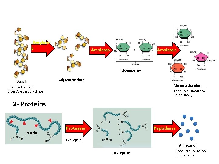 Amylase s Amylases Disaccharides Oligosaccharides Monosaccharides They are absorbed immediately Starch is the most