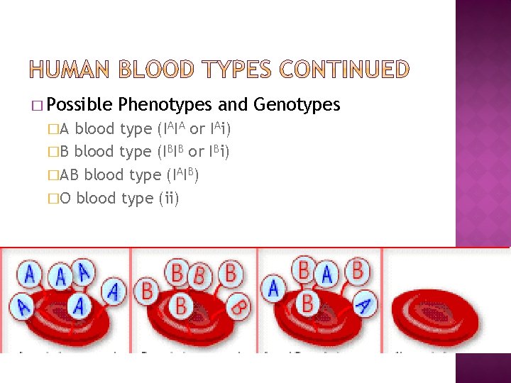 � Possible �A Phenotypes and Genotypes blood type (IAIA or IAi) �B blood type